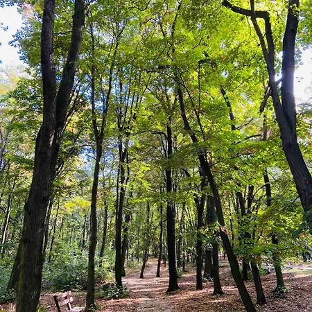 Sunny Hill * Belgrade
